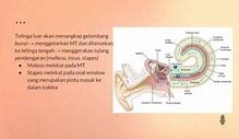 Fungsi Stapes Terhubung Ke Jendela Oval